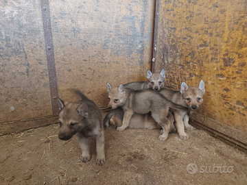 Cuccioli di lupo cecoslovacco