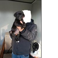 Cuccioli cane corso