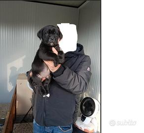 Cuccioli cane corso