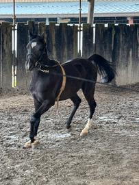 Cavallo Arabo