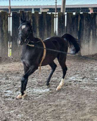 Cavallo Arabo