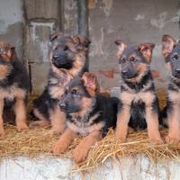 Cuccioli pastore tedesco