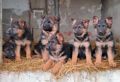 Cuccioli pastore tedesco