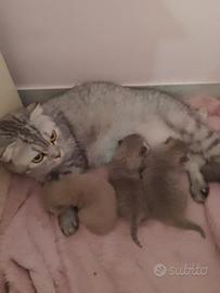 Scottish fold
