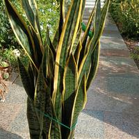 Sansevieria