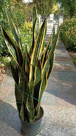Sansevieria