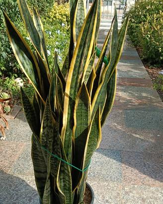 Sansevieria