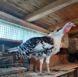 Giovani tacchini Ermellinati di Rovigo in purezza