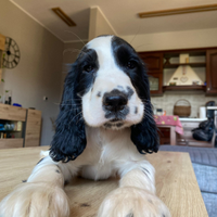 Cucciolo di cocker spaniel inglese