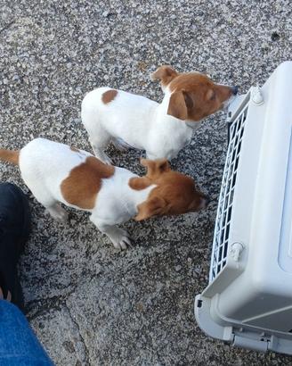 Jack Russel
