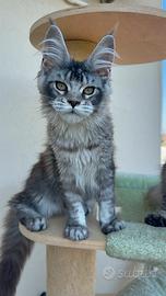 Maine Coon cucciola black silver