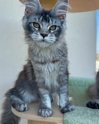 Maine Coon cucciola black silver