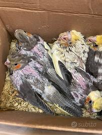 Calopsite allevati a mano