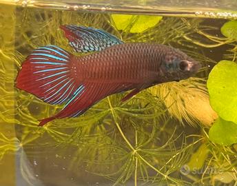 Betta Splendens Wild e Show