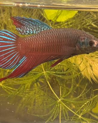 Betta Splendens Wild e Show