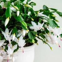 Schlumbergera fiore bianco - cactus di Natale