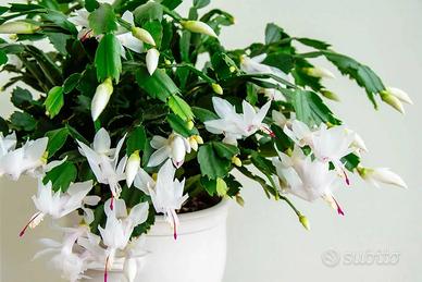 Schlumbergera fiore bianco - cactus di Natale