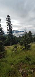Terreno bosco