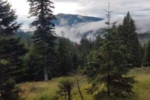 Terreno bosco