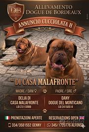 Cuccioli dogue de bordeaux