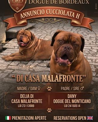 Cuccioli dogue de bordeaux