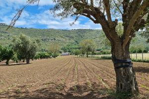 Terreno agricolo 4897 mq - bellona