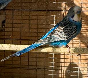 Cocorite portatori di Black face/ala nera