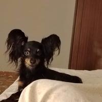 Russian Toy a pelo lungo