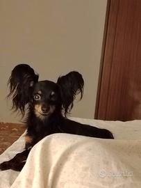 Russian Toy a pelo lungo