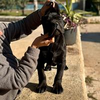 Cane corso