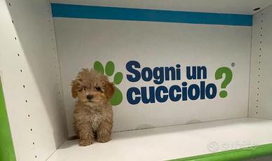 Maltipoo Mini Toy albicocca disponibili subito