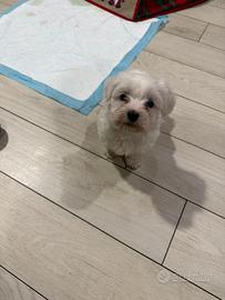 Cucciolo di maltese