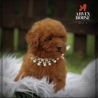 ALEVAMENTO ARVEN HOUSE barboncino toy