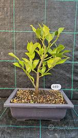 Bonsai di di Limone (Citrus Limon) 160