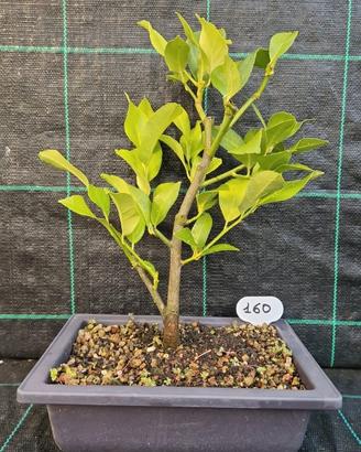 Bonsai di di Limone (Citrus Limon) 160