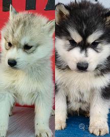 Siberian husky pedigree ENCI