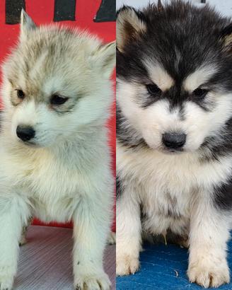 Siberian husky pedigree ENCI