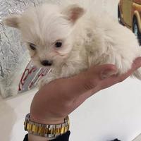 Mini maltipoo toy da borsetta