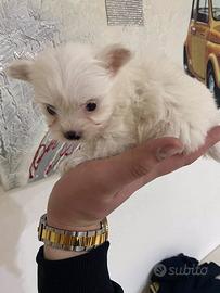 Mini maltipoo toy da borsetta