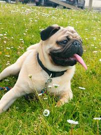Carlino disponibile per monta/accoppiamento