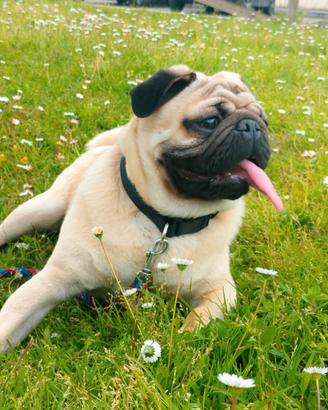Carlino disponibile per monta/accoppiamento