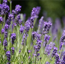 Pianta di lavanda nana