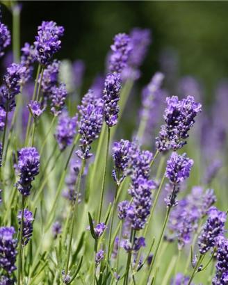 Pianta di lavanda nana