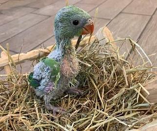 Pulli parrocchetto dal collare