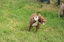 cucciola-pit-bull-con-pedigree-anche-a-rate