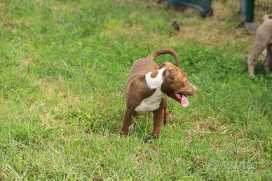 Cucciola Pit Bull con pedigree anche a rate