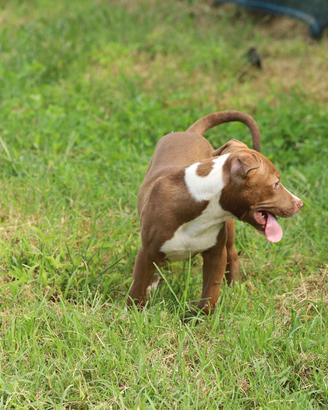 Cucciola Pit Bull con pedigree anche a rate