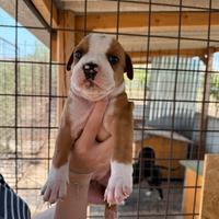 Cucciolata Amstaff alta genealogia vedi foto