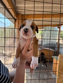 Cucciolata Amstaff alta genealogia vedi foto