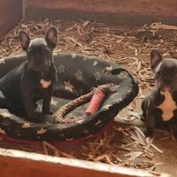 Bulldog francese Cucciolata in allevamento